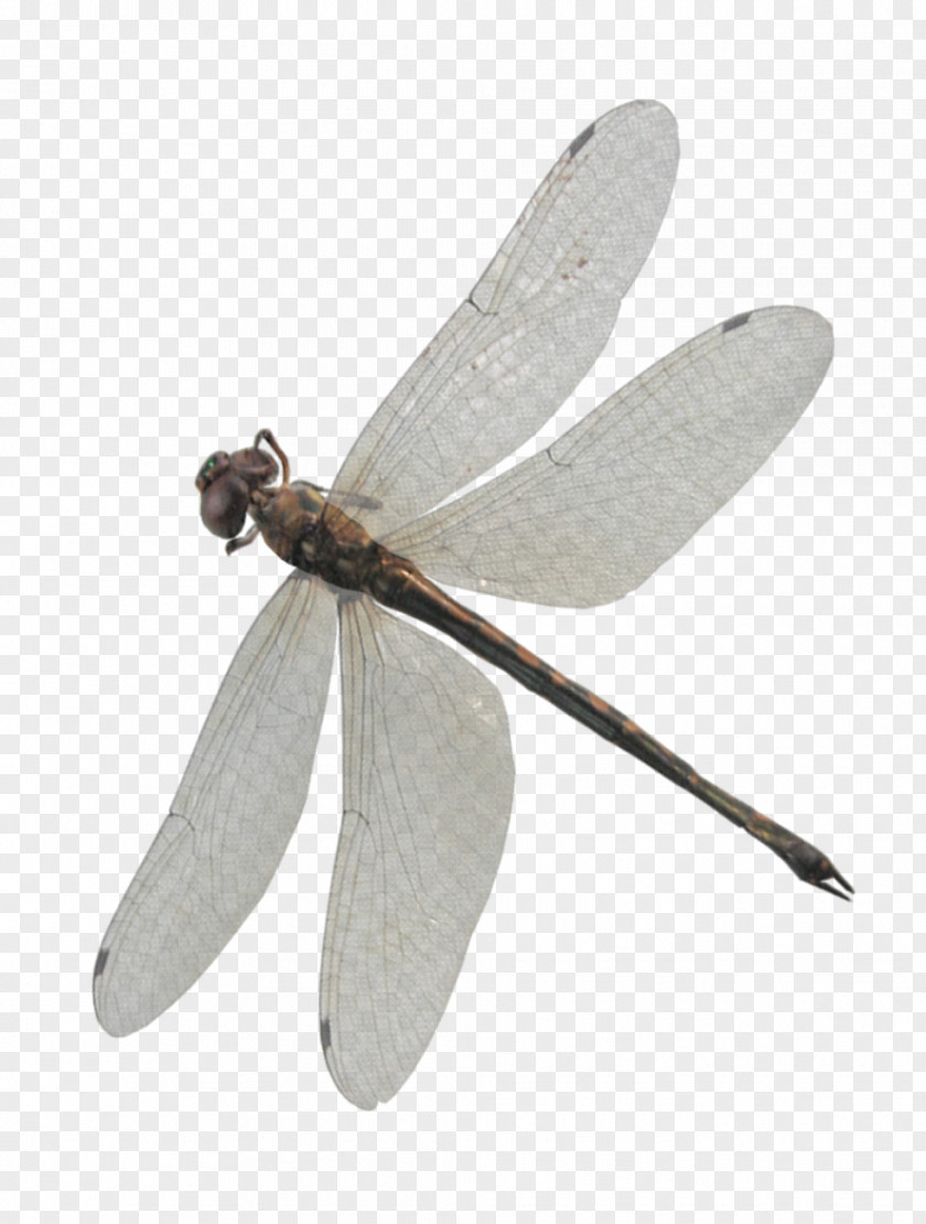 Dragonfly 2 PNG