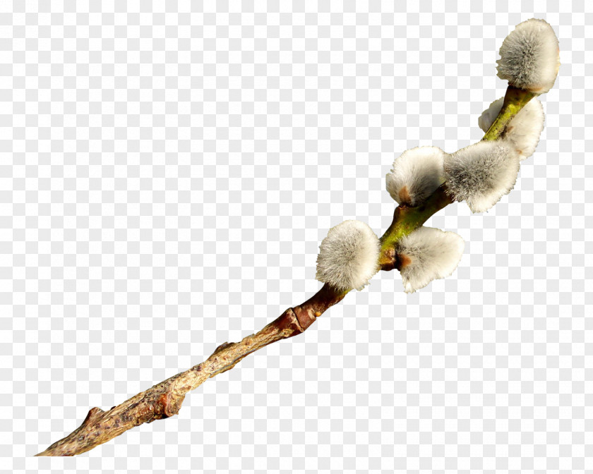 Easter Catkin Willow PNG