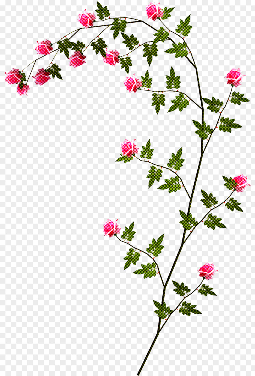 Flower Plant Pedicel Prickly Rose Branch PNG
