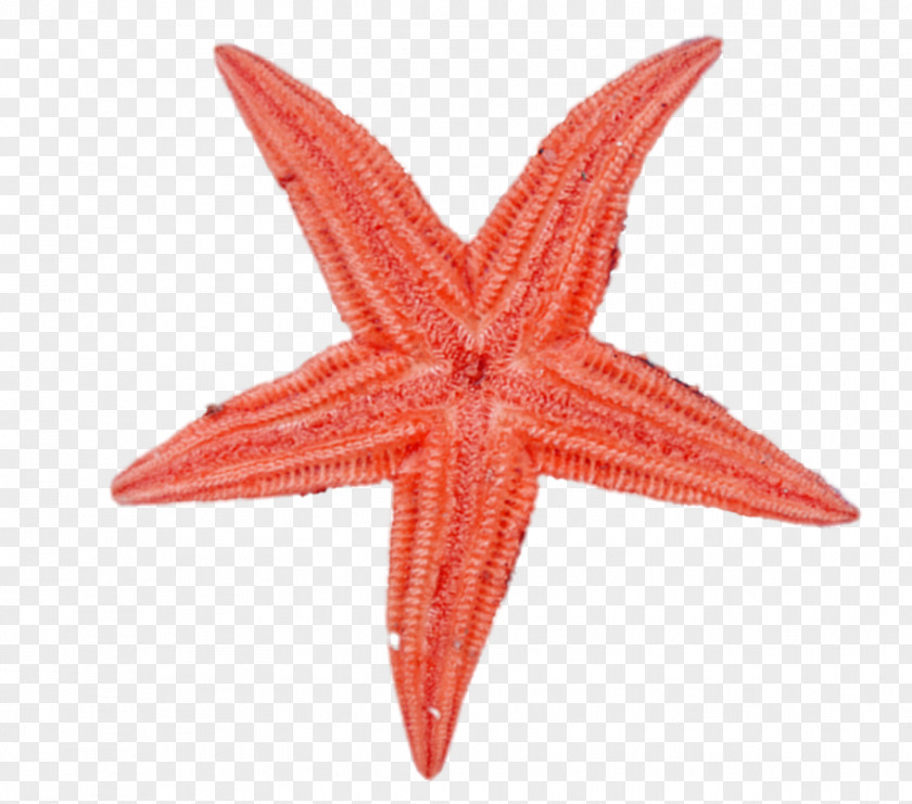 Red Starfish Paper Lantern Light Star PNG