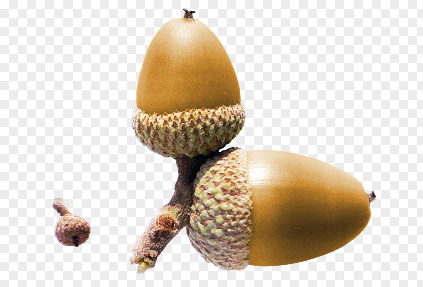 Acorn Nut Yellow Clip Art PNG