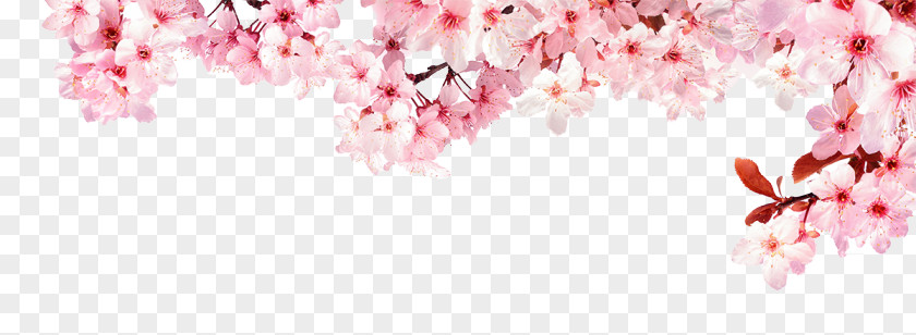 Cherry Blossom National Festival Stock Photography Advertising PNG