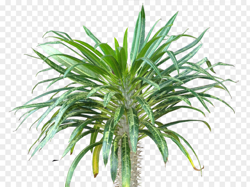Leaf Arecaceae Subtropics Houseplant Evergreen PNG