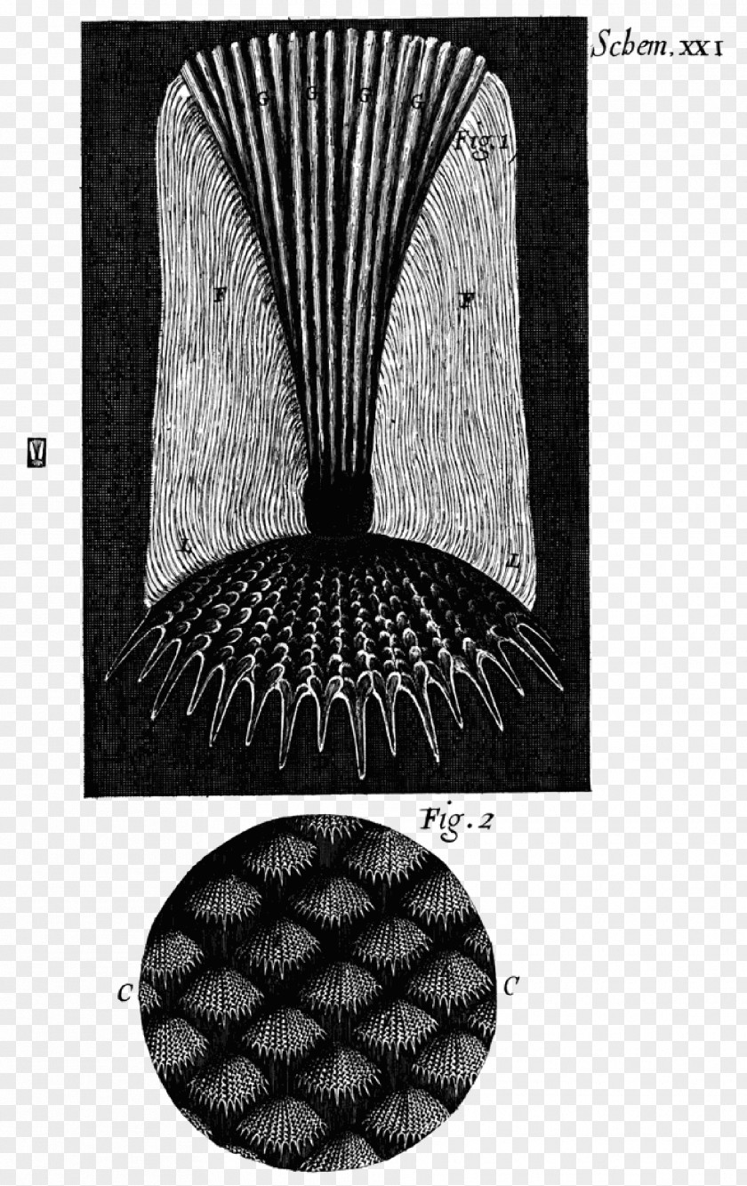 Microscope Micrographia Science Image Book PNG