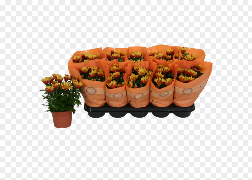 Plant Chrysanthemum ×grandiflorum Hyacinth Sweet Alyssum Orange PNG