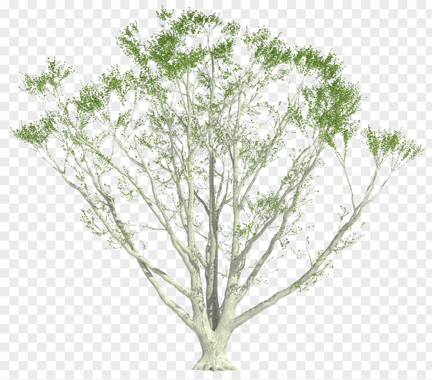 Plants Shrub Twig Tree Plant Stem PNG