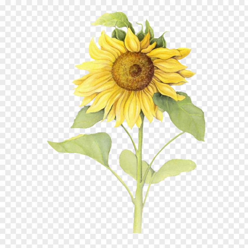 Yellow Sunflower Vector Download Icon PNG