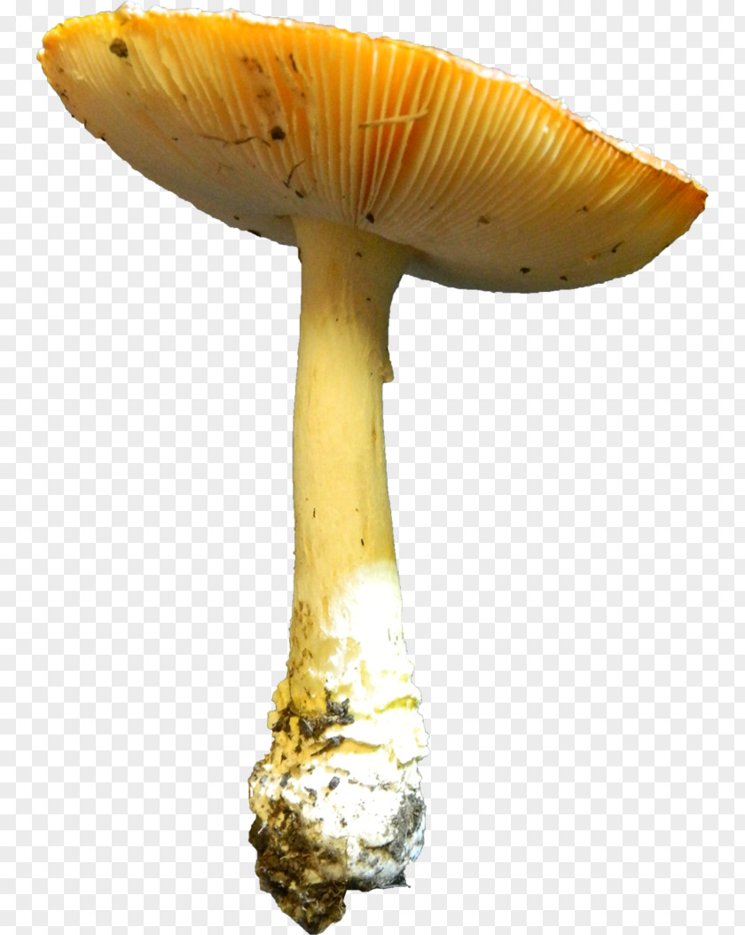 Mushroom Edible Agaricaceae Medicinal Fungi Medicine PNG