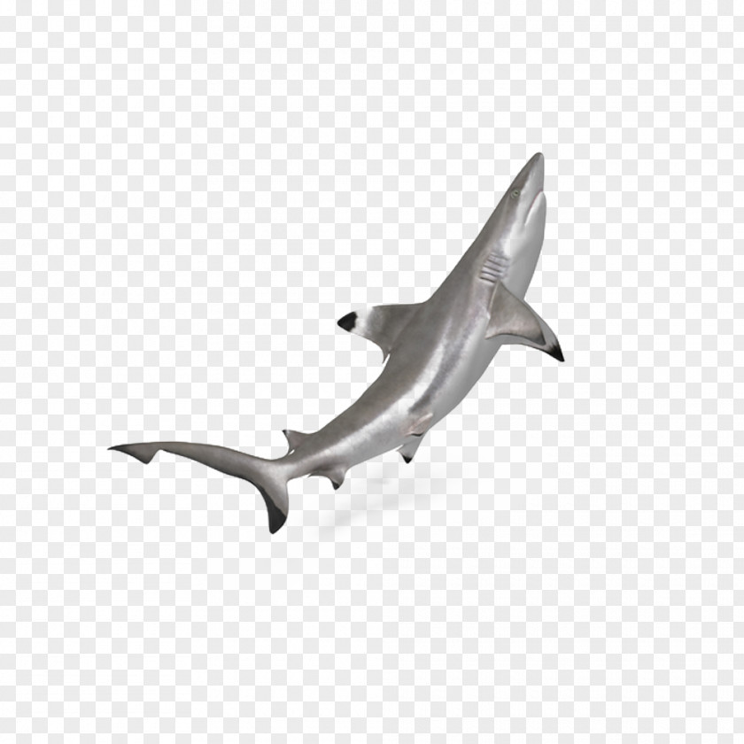 Ocean Blacktip Shark Hammerhead Download PNG