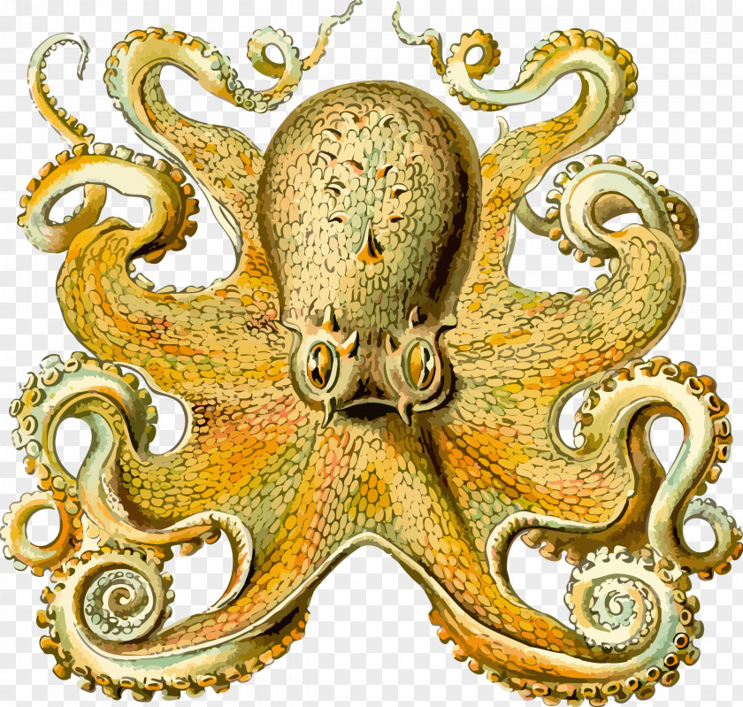 Octapus Other Minds: The Octopus And Evolution Of Intelligent Life Seabird's Cry: Lives Loves Planet's Great Ocean Voyagers Origin Consciousness In Breakdown Bicameral Mind PNG