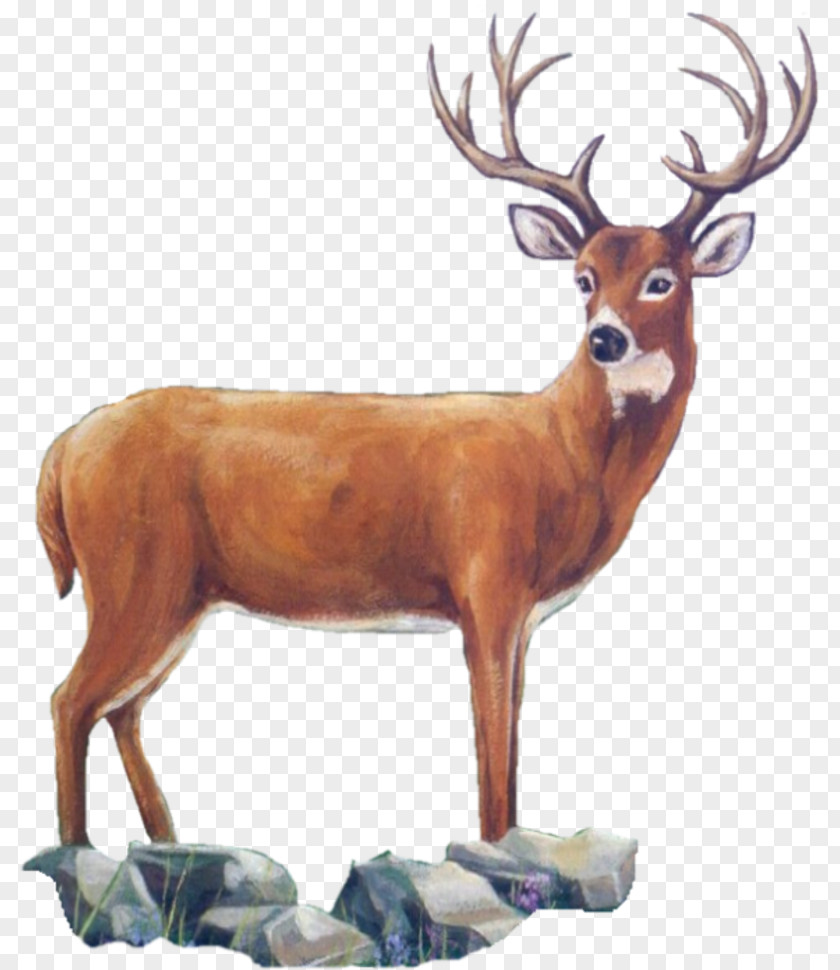 Reindeer White-tailed Deer Elk Antler PNG