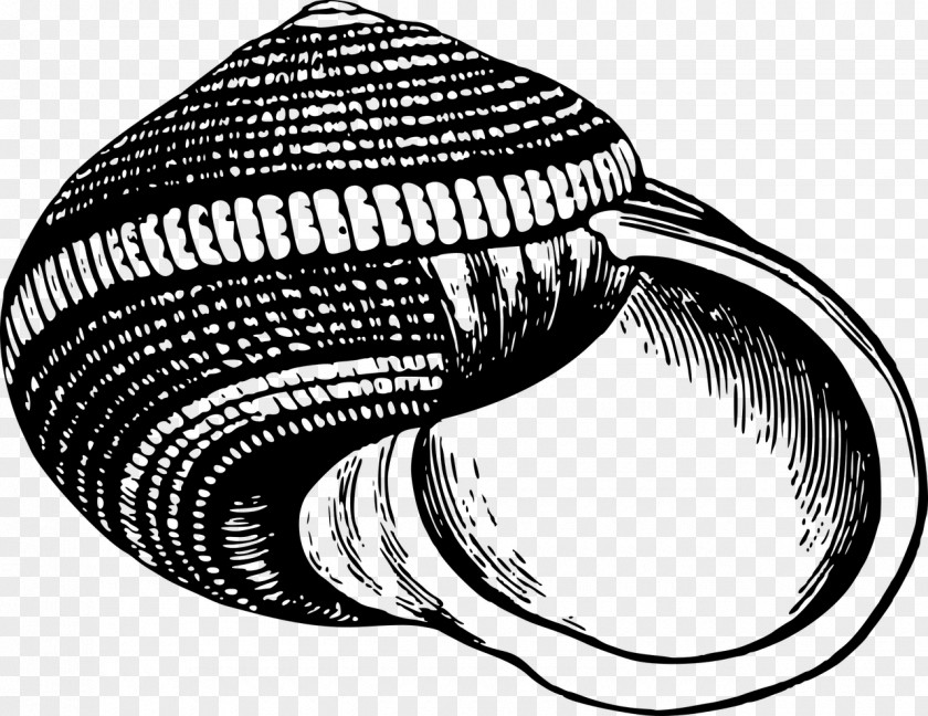 Seashell Mollusc Shell Clip Art PNG