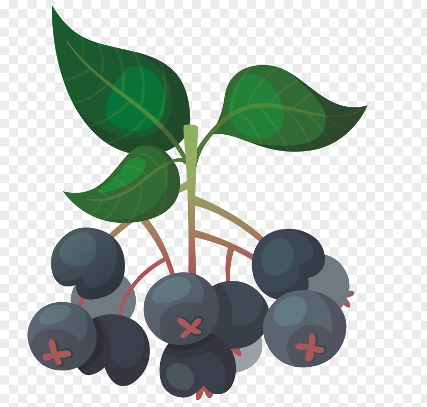 Blueberry Fruit Bilberry Auglis PNG