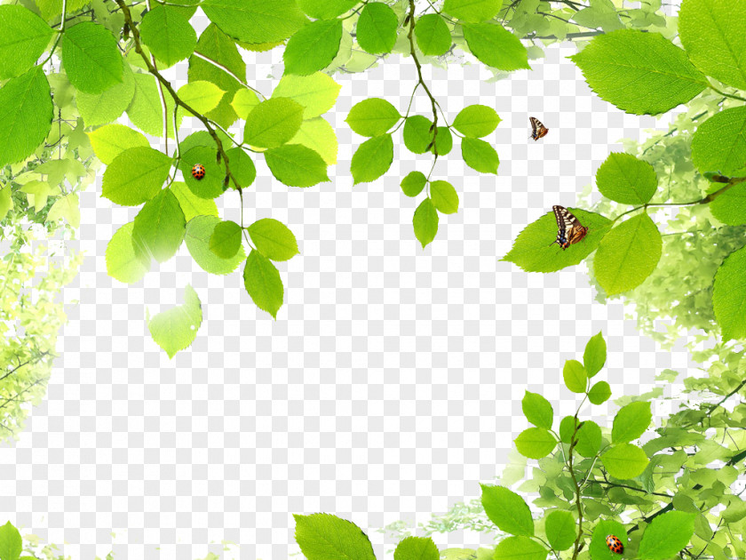 Green Leaf Butterfly Borders PNG