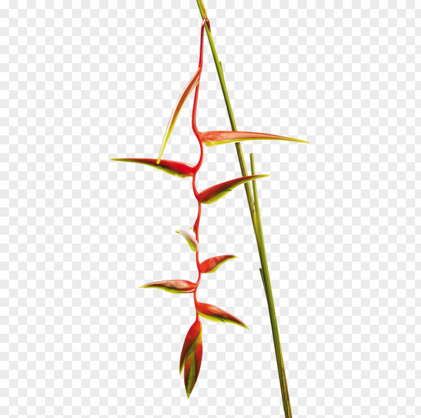 Leaf Twig Plant Stem Flower Line PNG