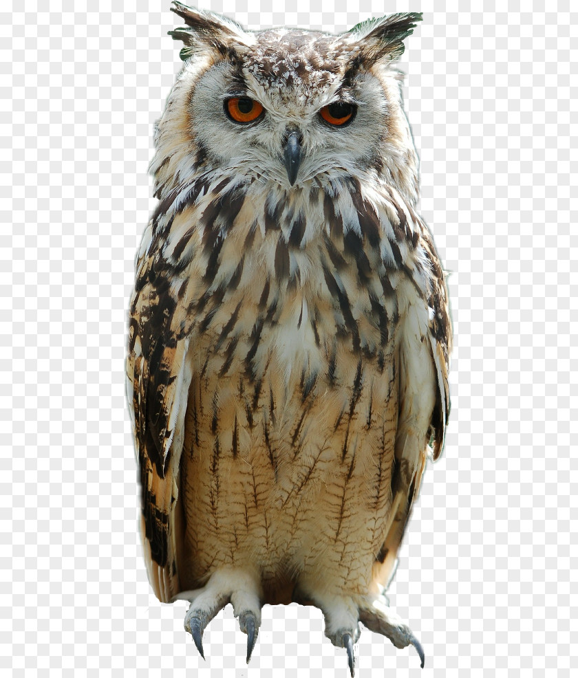 Owl Great Horned Bird Eurasian Eagle-owl Baby Owls PNG