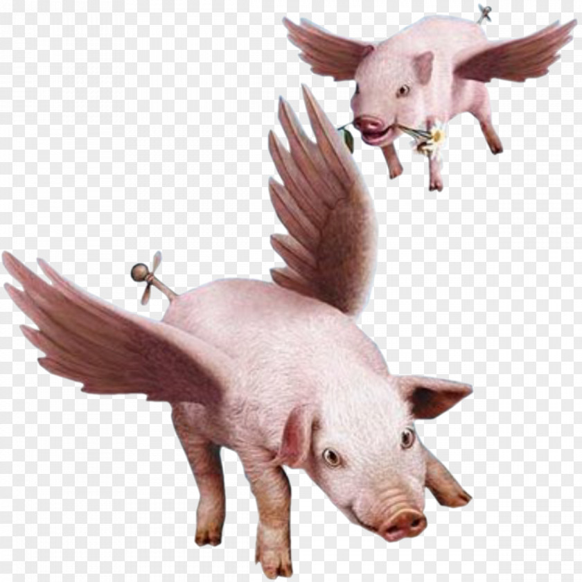 Pig When Pigs Fly Clip Art PNG