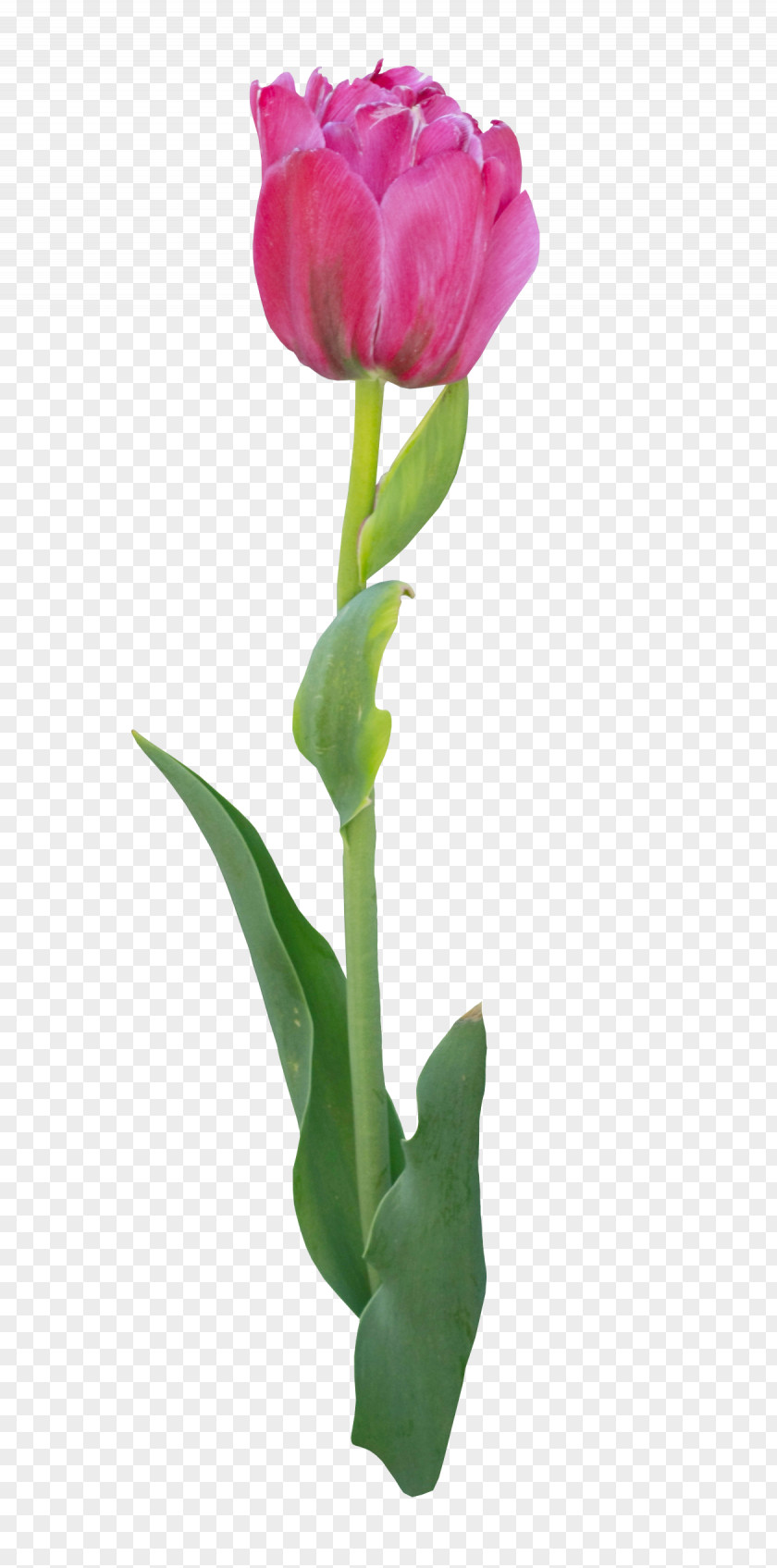 A Tulip Flower Bouquet Clip Art PNG