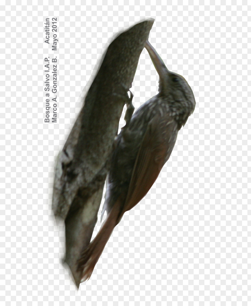 Acorn Woodpecker Beak Bird Acatitán Fauna Inventory PNG