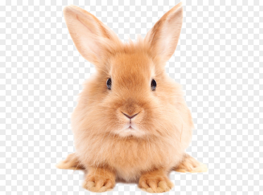 Easter Rabbit HD Dog Cat Pet Dictionary PNG