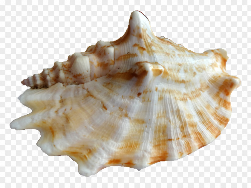 Mar Clam Seashell Cockle Shore La Concha Resort PNG