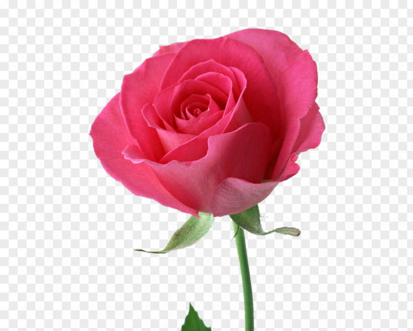 Photoshop Rose Pink Flowers Desktop Wallpaper PNG