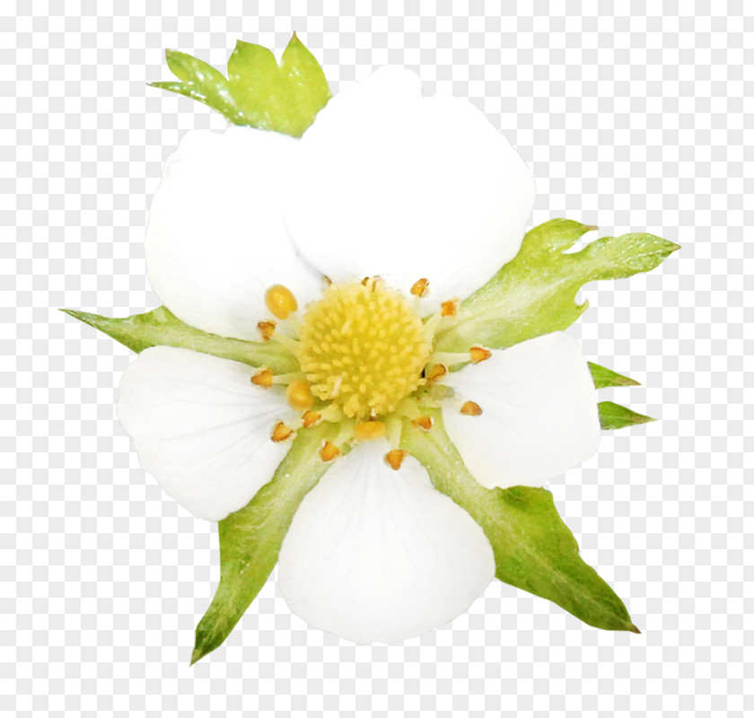 Anemone Wildflower Flower Painting PNG