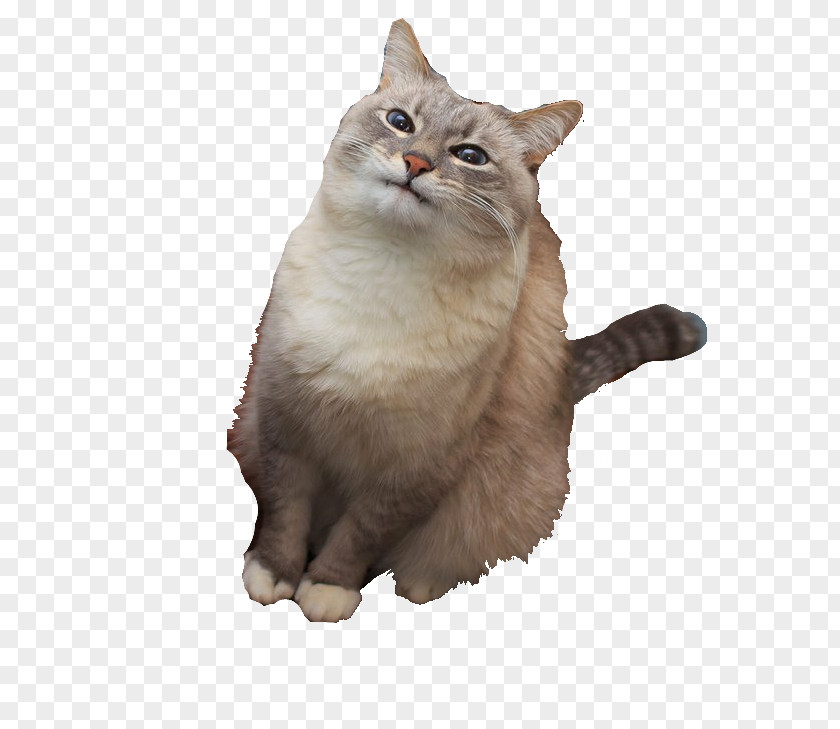 Cat Blini Pancake Imgur PNG