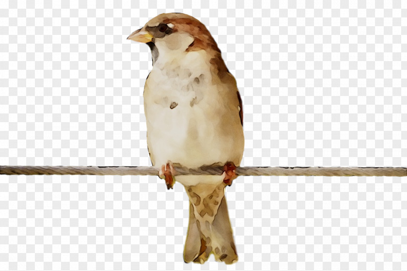 Hawk House Sparrow Fauna Beak PNG
