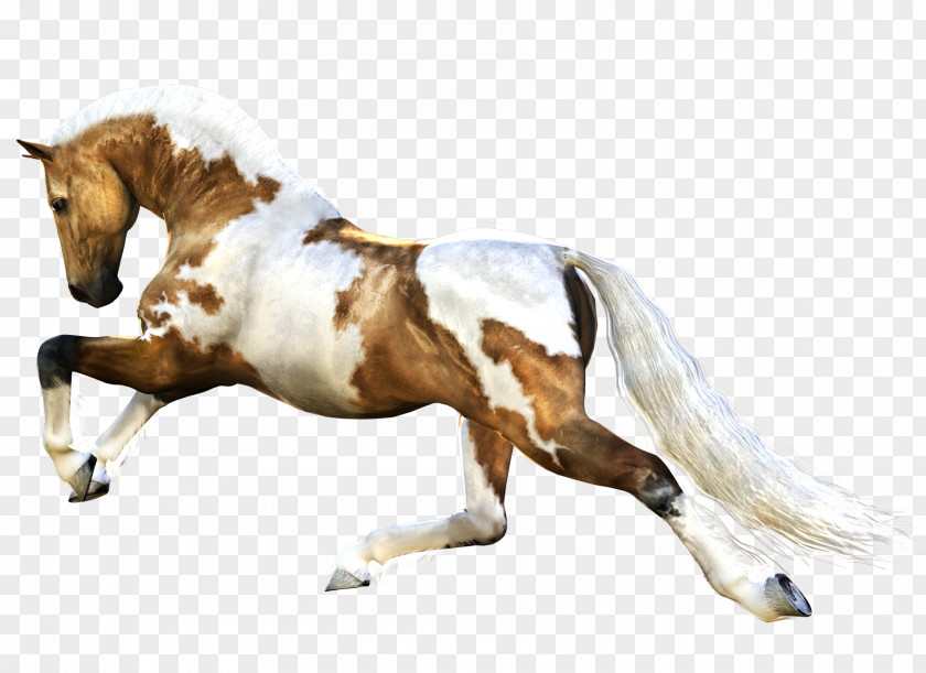 Horse Image Stallion Clip Art PNG
