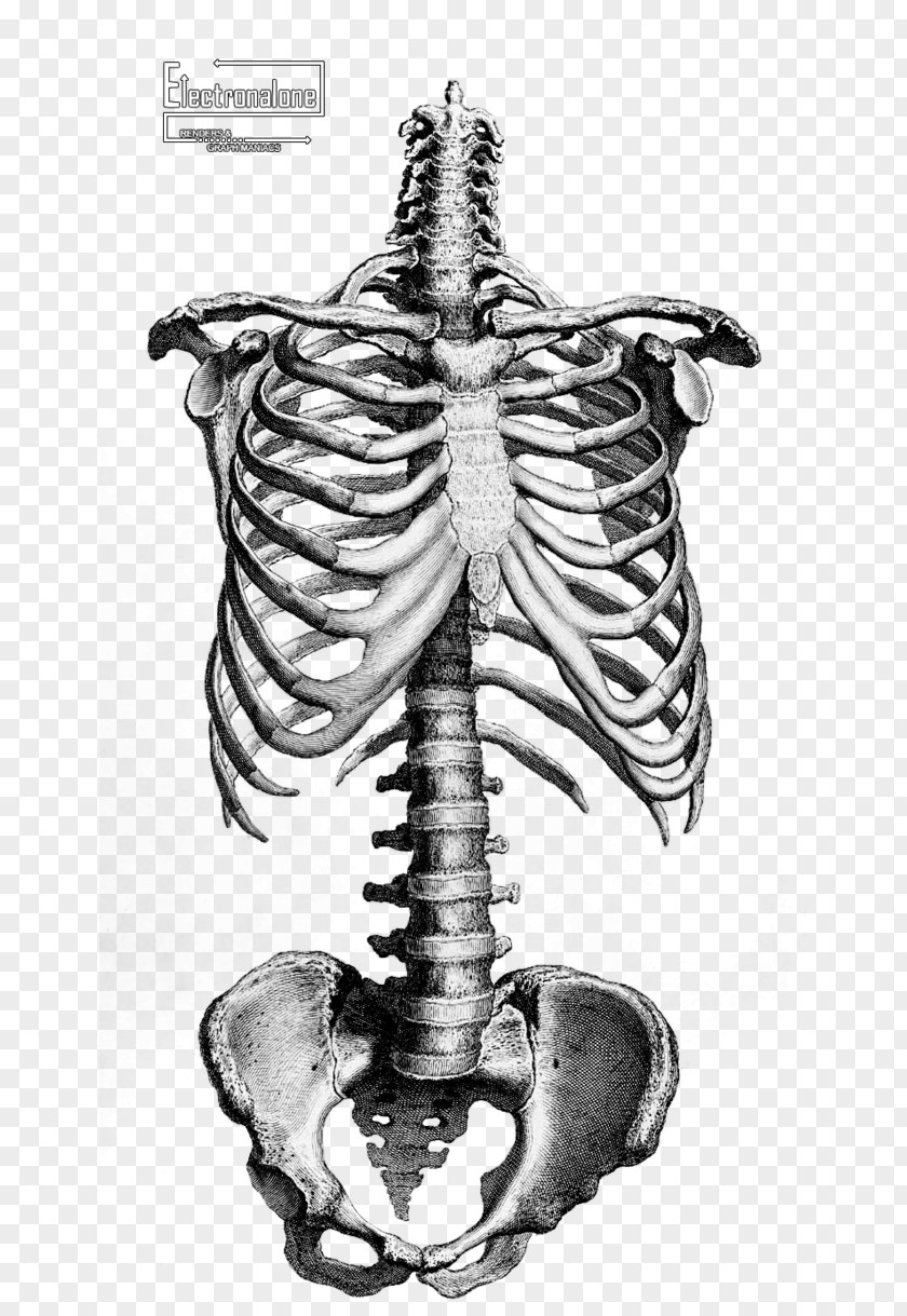 Skeleton Human Anatomy Drawing Bone PNG