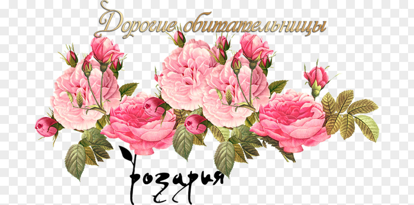 Flower Vintage Roses: Beautiful Varieties For Home And Garden Cabbage Rose Clothing Pink Flowers Scrapbooking PNG