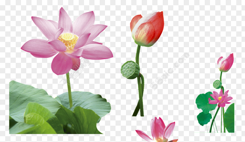 Grumbacher Teich Sacred Lotus Image Vector Graphics Drawing PNG