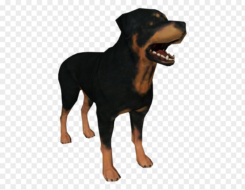 Puppy Rottweiler Dog Breed Snout PNG