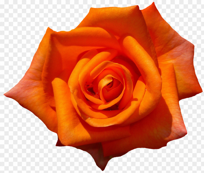 Rose Flower Preservation Desktop Wallpaper PNG
