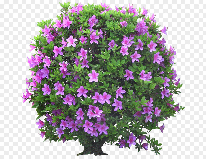 Tree Shrub Flowering Plant Clip Art PNG