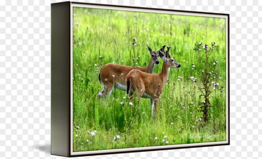Young Bucks Deer Wildlife Antelope Fauna Terrestrial Animal PNG