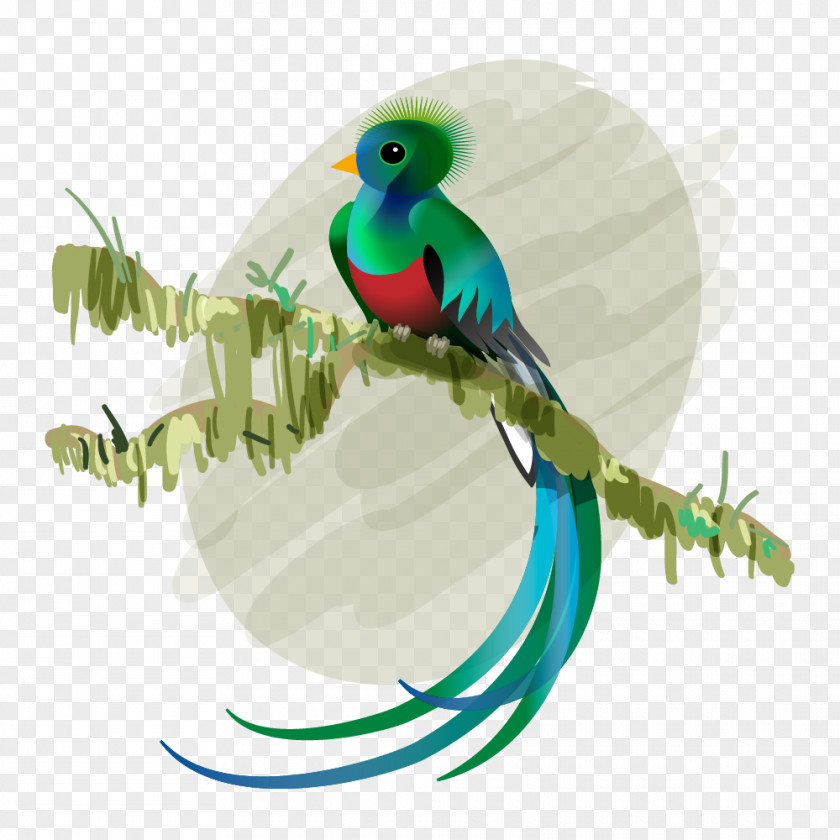 Bird Budgerigar Resplendent Quetzal Feather El PNG
