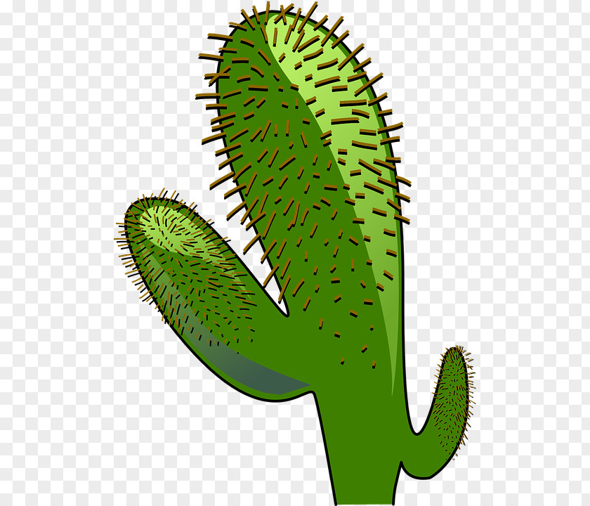 Cactaceae Saguaro Clip Art PNG