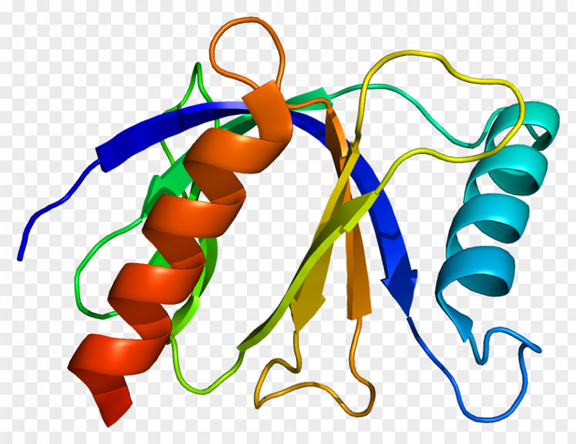 Epidermal Growth Factor Receptor EPS8L1 Protein PNG