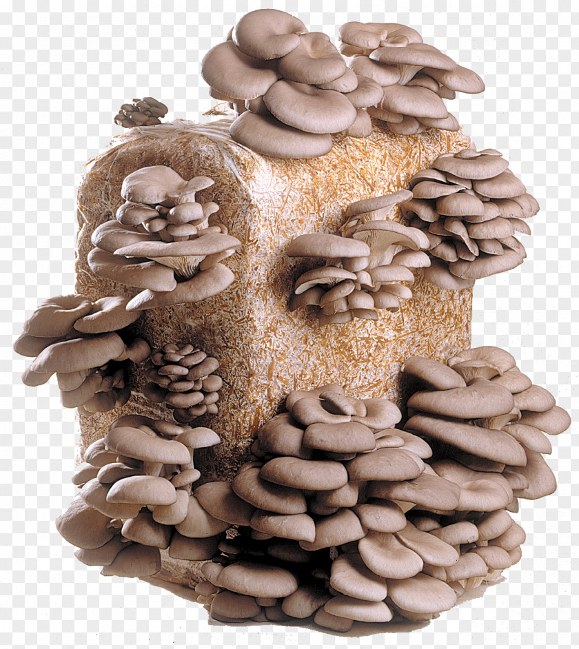 Mushroom Oyster Edible Fungus Homobasidiomycetes PNG