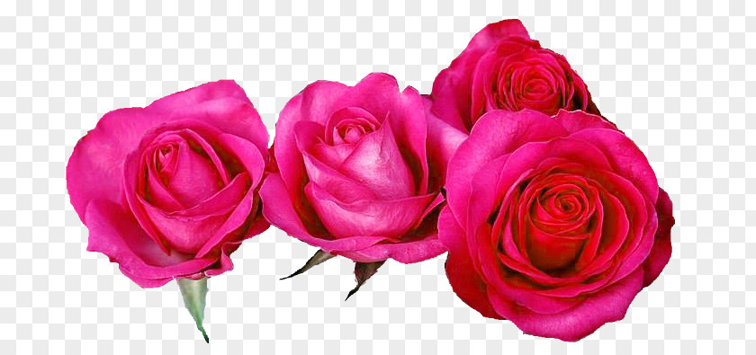 Nd Garden Roses Cabbage Rose Floribunda Cut Flowers Floristry PNG