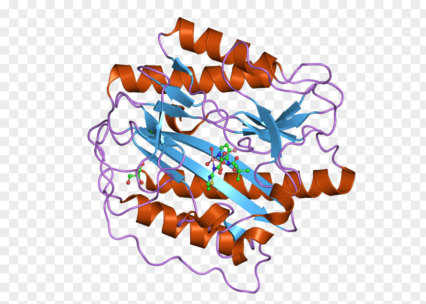 Aminopeptidase METAP1 Methionine Enzyme Protein PNG