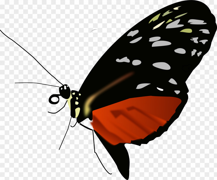 Buterfly Monarch Butterfly Clip Art PNG