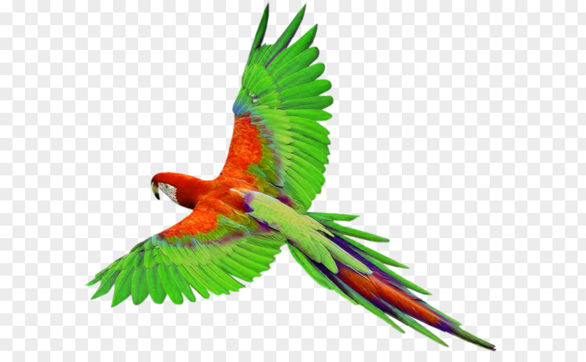 FLIGHT Parrot Bird Clip Art PNG