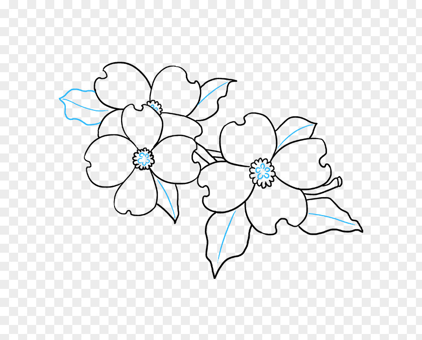 How To Draw A Flower Drawn Flowering Dogwood Drawing Image Petal PNG