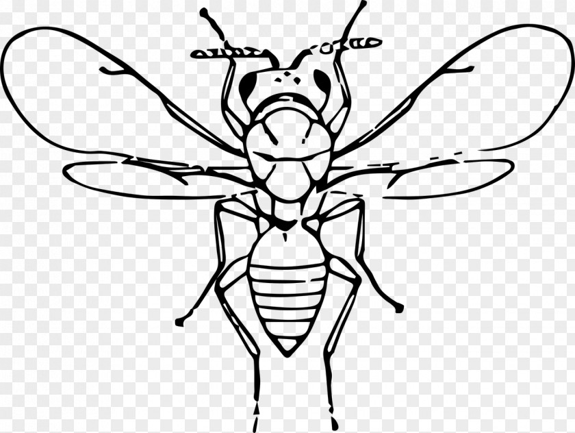 Insects Clip Art PNG