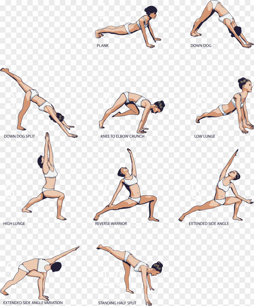 Vector Yoga Series Illustration PNG