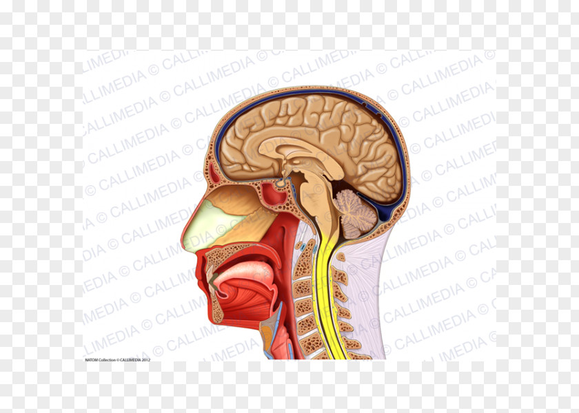 Arm Human Anatomy Neck Muscle Nerve PNG