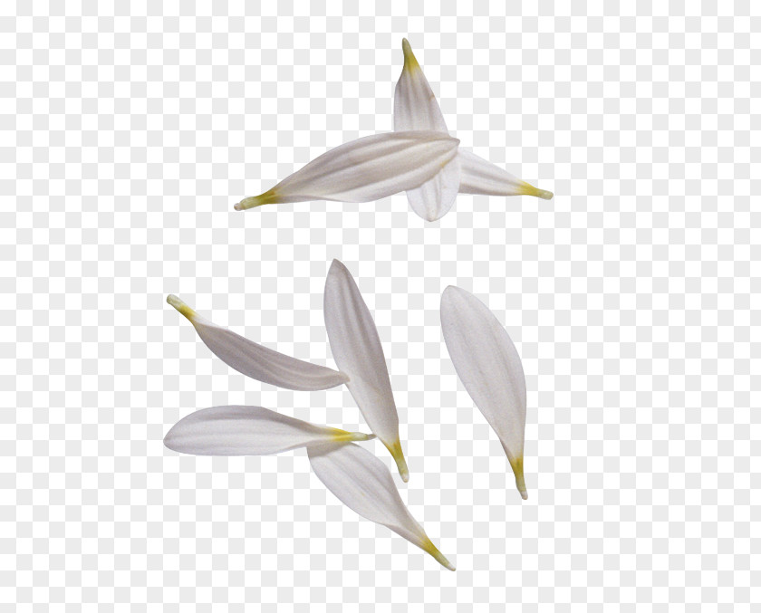 Flower Petal Leaf Clip Art PNG